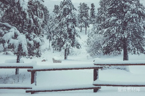 高清摄影 雪后的宁静森林