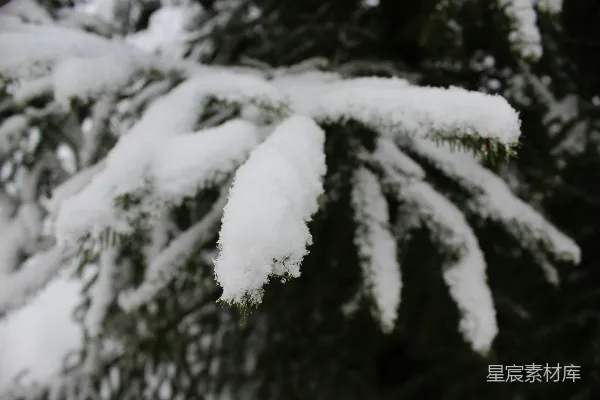 高清摄影 冬日松枝上的雪