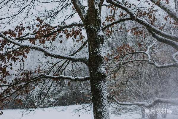 高清摄影 冬日雪景中的孤树