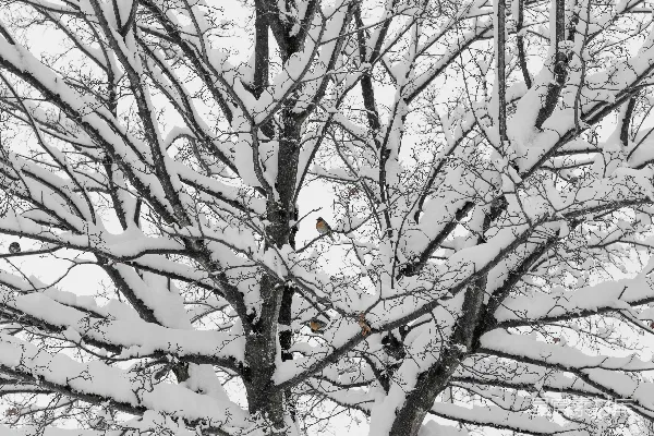 高清摄影 冬日雪景中的鸟儿