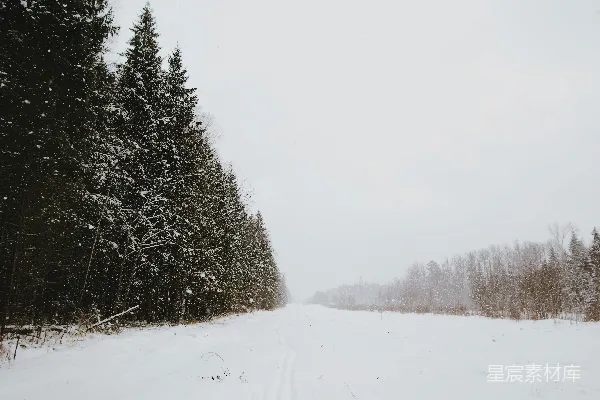 高清摄影 雪落林间，静谧冬日