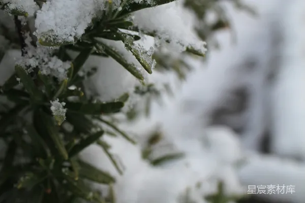 高清摄影 冬日雪景中的绿植