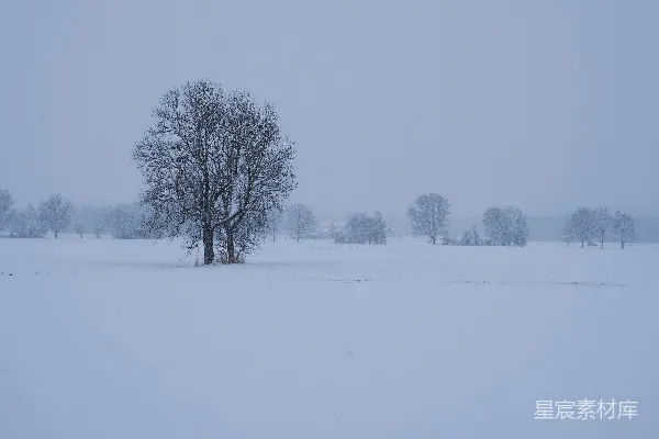 高清摄影 雪中孤树