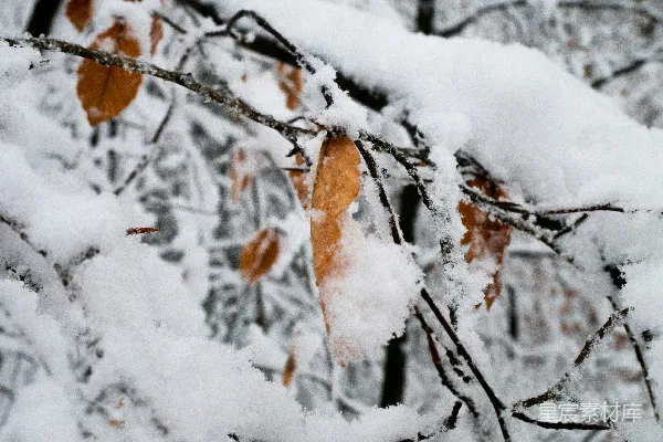 高清摄影 冬日雪景中的枯叶