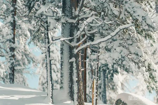 高清摄影 冬日雪林