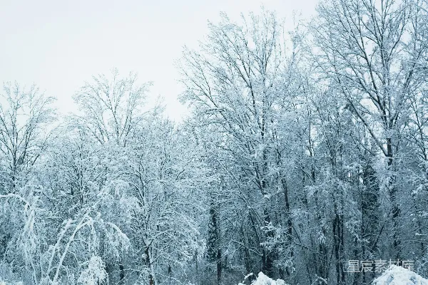 高清摄影 冬日雪景中的森林
