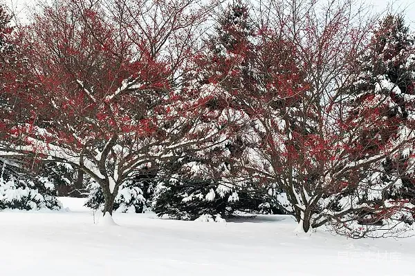 高清摄影 冬日雪景中的红色果实