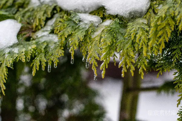 高清摄影 冬日松枝雪滴