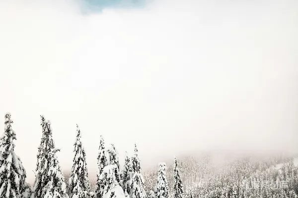 高清摄影 雪后的松林与蓝天
