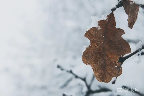 高清摄影 冬日枯叶与雪景