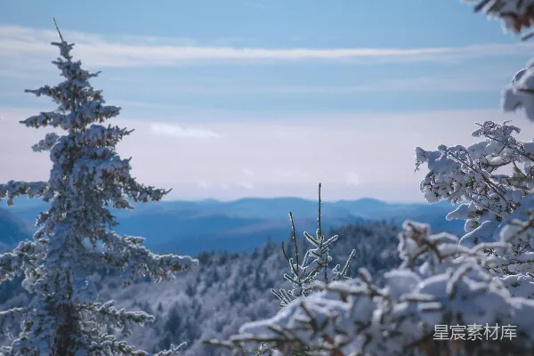 高清摄影 冬日雪景中的松树