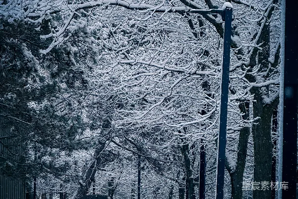 高清摄影 雪中漫步