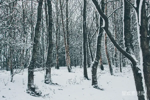 高清摄影 冬日雪林静谧之美