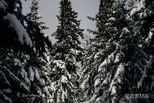 高清摄影 雪覆盖的松树林