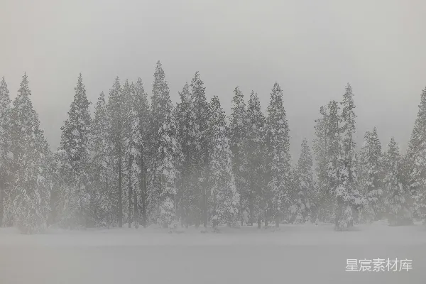 高清摄影 雪中松林