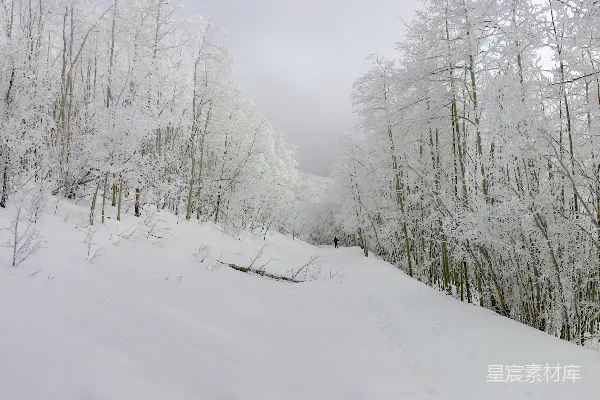 高清摄影 雪景中的森林小径