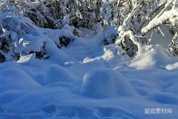 高清摄影 冬日雪景：静谧的自然之美