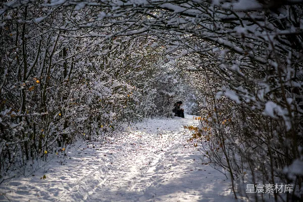 高清摄影 冬日雪景中的宁静小径