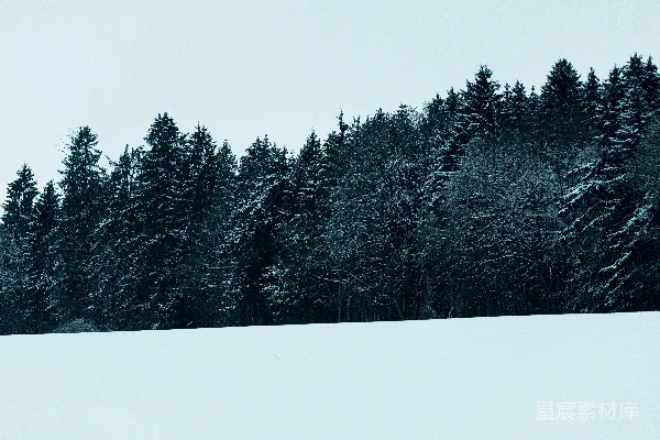 高清摄影 冬日雪景中的松树林