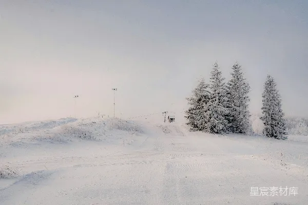高清摄影 冬日雪景中的松树