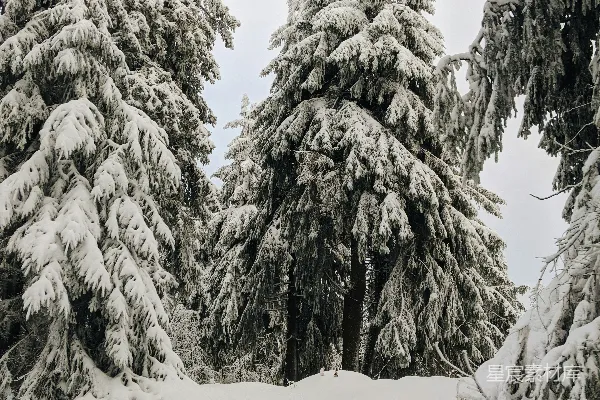 高清摄影 雪后的松林