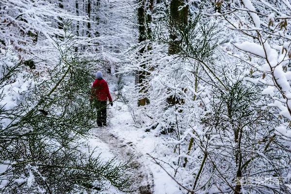 高清摄影 雪林漫步