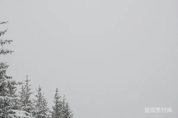 高清摄影 雪中的松树林
