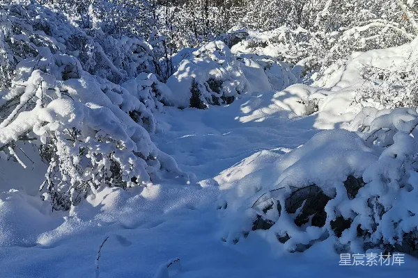 高清摄影 雪后的静谧森林