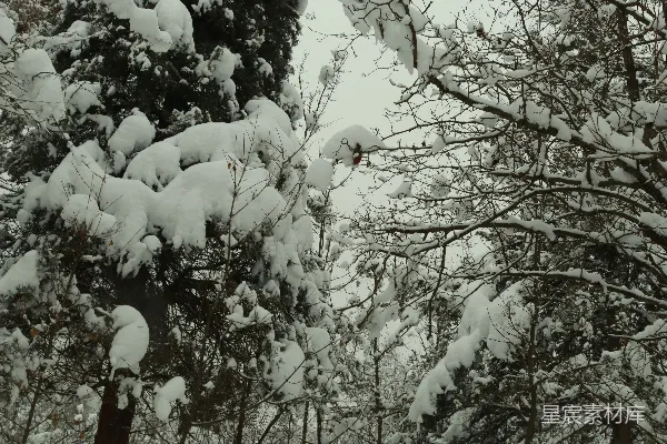 高清摄影 雪后松柏
