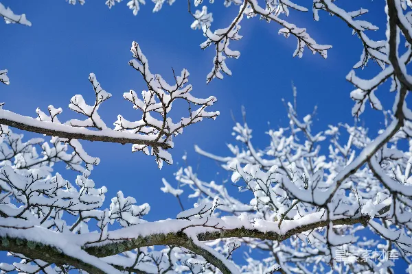 高清摄影 冬日晴空下的雪树