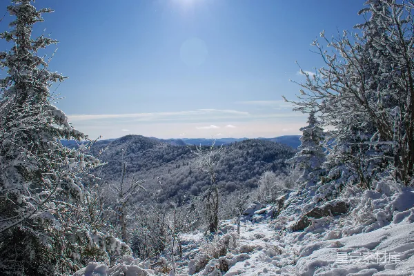 高清摄影 冬日山景：雪覆盖的森林