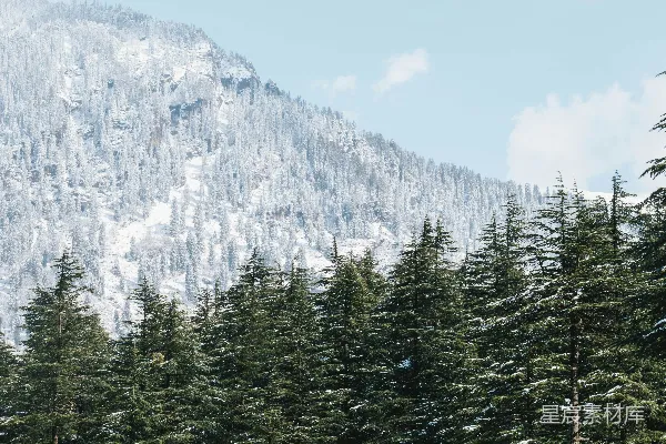 高清摄影 雪景中的松树林