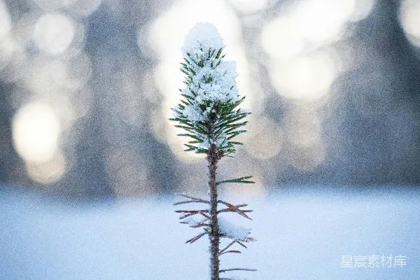 高清摄影 冬日雪景中的松枝