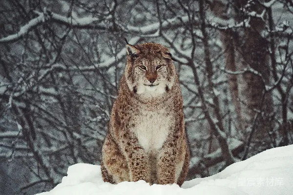 高清摄影 雪地中的猞猁