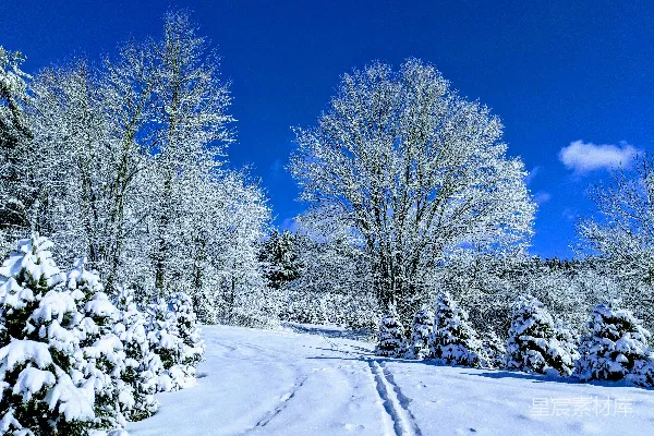 高清摄影 冬日雪景：静谧森林