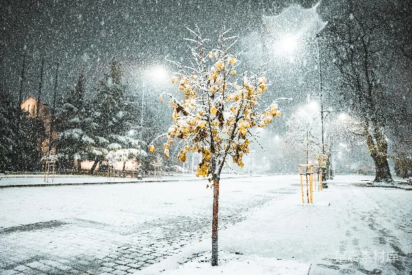 高清摄影 雪夜中的小树与灯光