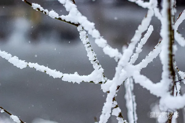 高清摄影 冬日雪景中的树枝