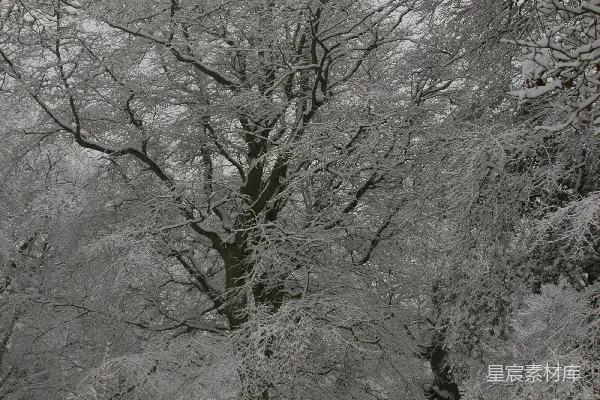 高清摄影 雪后宁静的林间小道