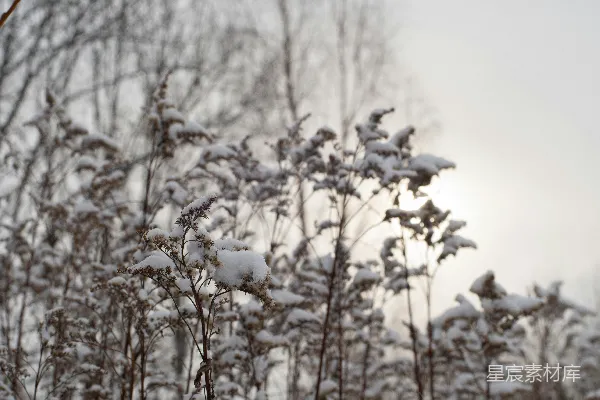 高清摄影 冬日雪景中的枯草