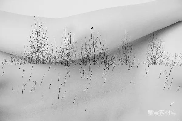 高清摄影 冬日雪地里的鸟与树