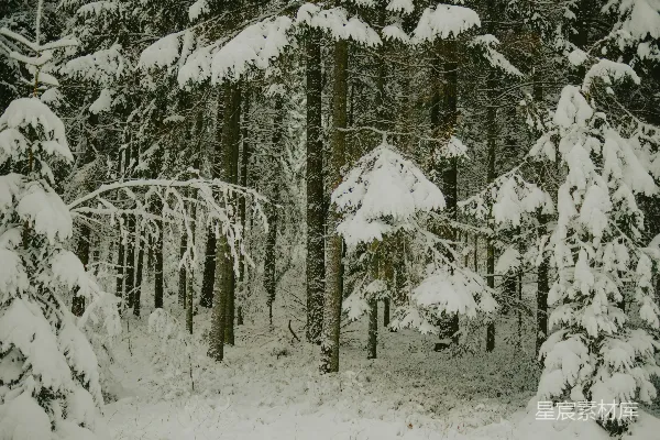 高清摄影 冬日雪林