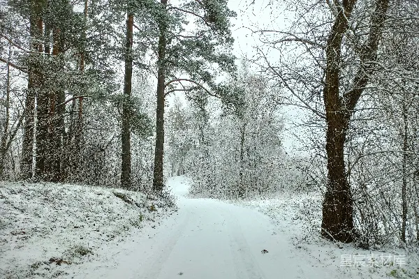 高清摄影 冬日雪景中的森林小径
