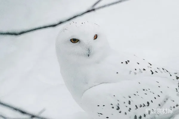高清摄影 雪地里的雪鸮