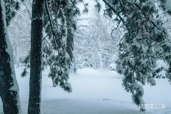 高清摄影 雪后的松树林