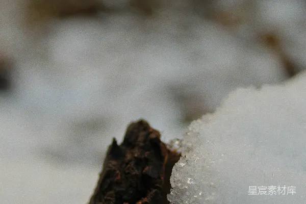 高清摄影 雪融化的小树枝