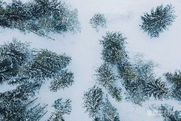 高清摄影 冬日雪景中的森林小径