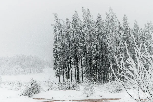 高清摄影 雪中的森林
