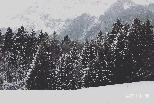 高清摄影 冬日雪景中的松树林