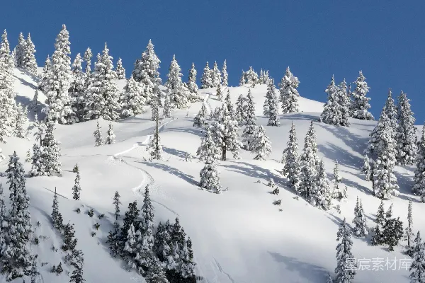 高清摄影 冬日雪林