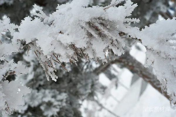 高清摄影 冬日雪景中的松枝
